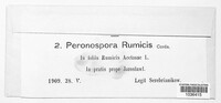 Peronospora rumicis image
